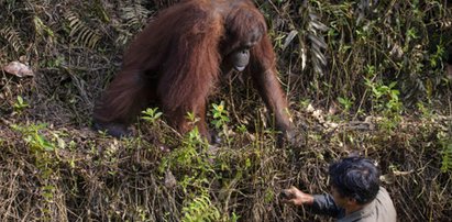 Niesamowita historia! Zobacz, co robi ten orangutan