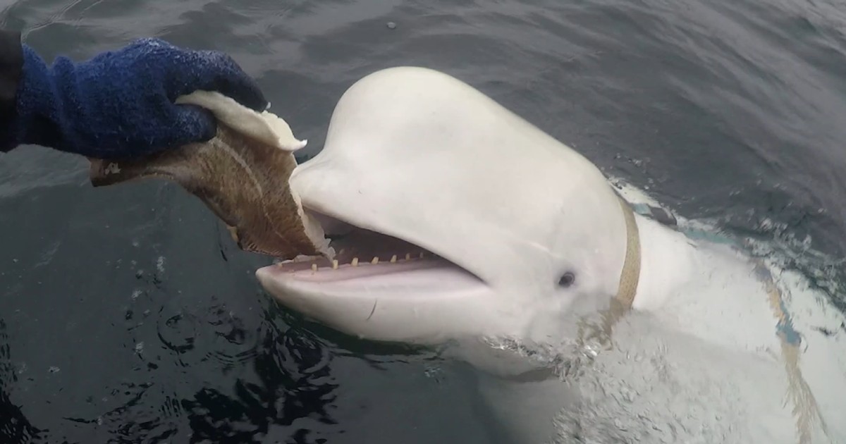 Norge: Beluga-spion er syk.  Hvaldimirs tilstand forverres