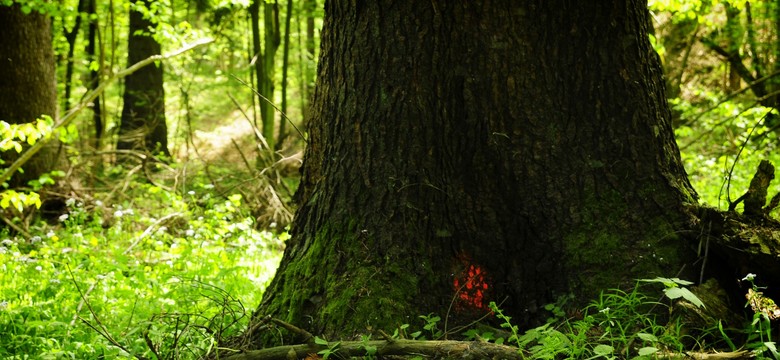 Naukowiec: Ten rok może być rekordowy pod względem pożarów lasów