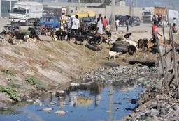 Haiti: Co najmniej 11 osób zginęło w trzęsieniu ziemi