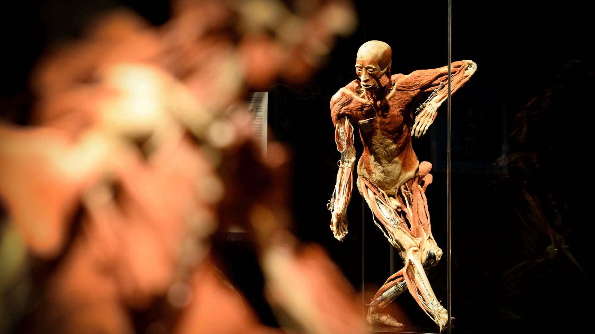 Выставка body Worlds в России 2018