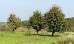 Zadał żonie śmiertelne ciosy i się powiesił. NOWE FAKTY z Radlnej