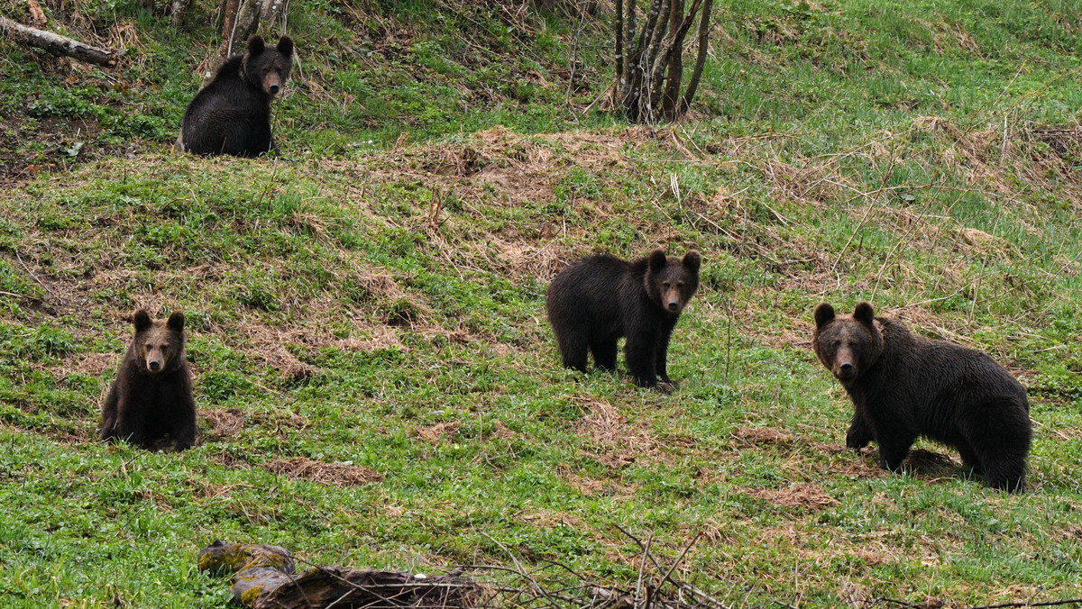 Niedźwiedzie przy popularnym szlaku turystycznym w Pieninach