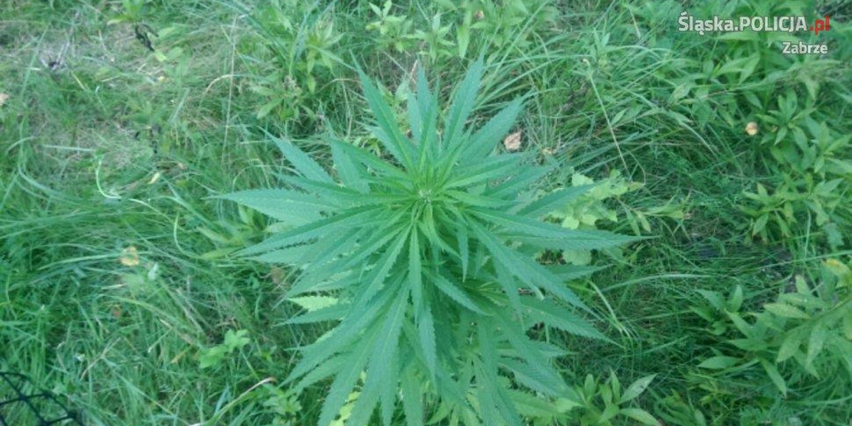 Marihuana była ukryta w zabudowanej wnęce na szafę