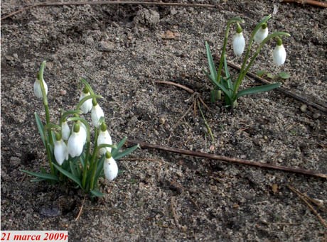 'Jest zimno,ale do Ostrówka k/Lubartowa wiosna już dotarła.'
