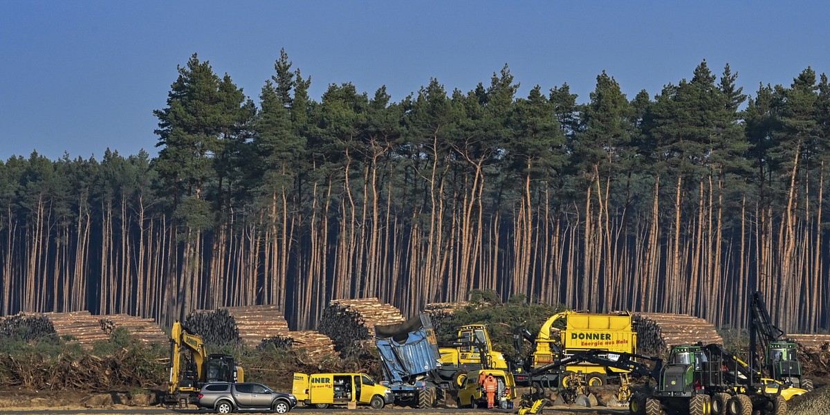 Budowę gigafabryki Tesli w Niemczech wstrzymują dzikie węże pod ochroną, z powodu których nie można rozpocząć wycinki lasu. 