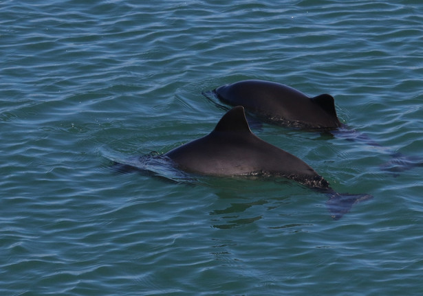 Delfiny w pobliżu bazy wojskowej w Sewastopolu