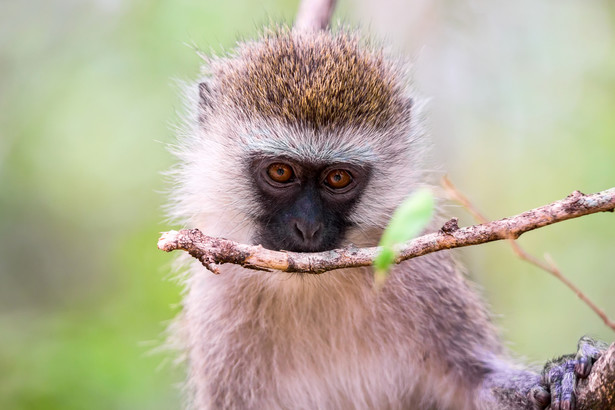Masowa zagłada małp? Rząd Sint Maarten chce wytępić całą populację