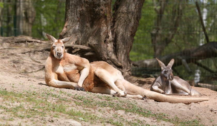 Kangur Tayson z gdańskiego zoo