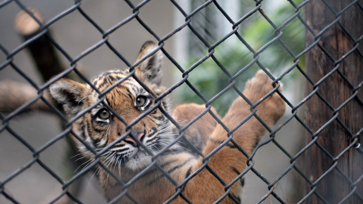 Stołeczne zoo znalazło się na pierwszej linii frontu. To właśnie w tym rejonie wały powodziowe są najsłabsze. Trwają przygotowania na odparcie fali kulminacyjnej - podała TVN Warszawa.