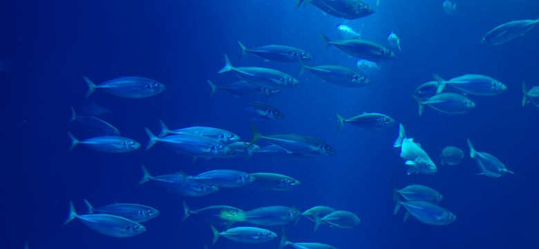 Wiceminister rolnictwa: Bruksela chce zakazać połowu śledzia. A to nie koniec...