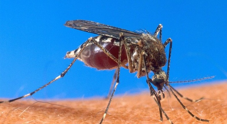 A mosquito-borne disease, malaria killed 429,000 people in 2015, 92 percent of them in Africa