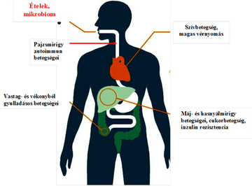 mikrobiom, bélflóra, immunrendszer, IBS, Crohn betegség, bélbetegség, endokrinrendszer