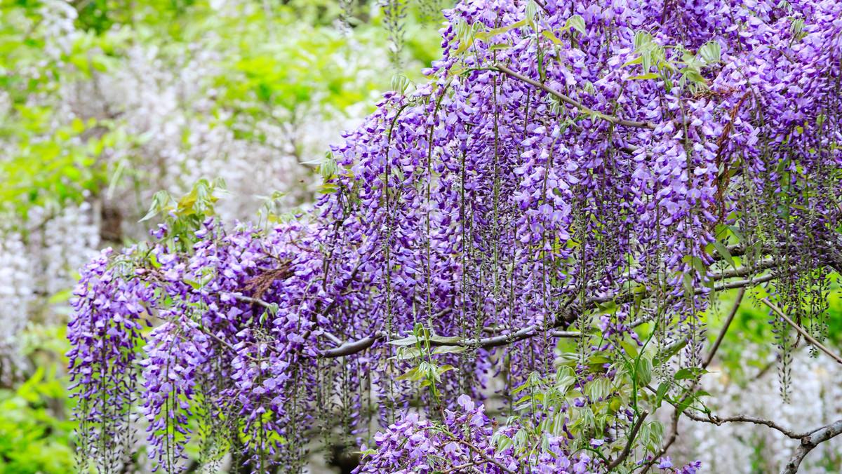 Glicynię kwiecistą zalicza się do pnączy. Nazywana jest także glicynią japońską, słodinem, wisterią. Jej naturalne środowisko to Japonia i Korea. Glicynia kwiecista cieszy się dużą popularnością ze względu na drobne, gęsto kwitnące kwiaty.