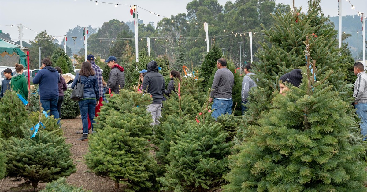 Uważaj podczas kupowania choinki! Przyrodnicy ostrzegają: inwazyjny gatunek ukrywa się w gałęziach