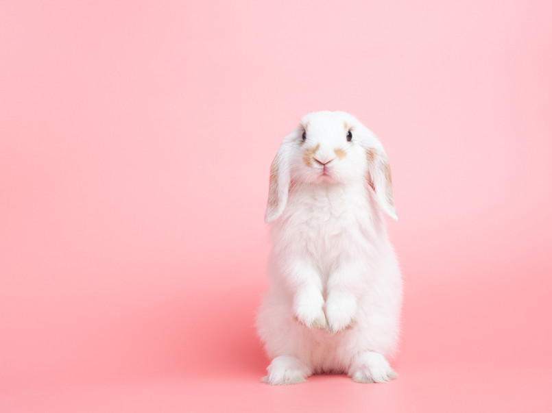 Front,View,Of,White,Cute,Baby,Holland,Lop,Rabbit,Standing