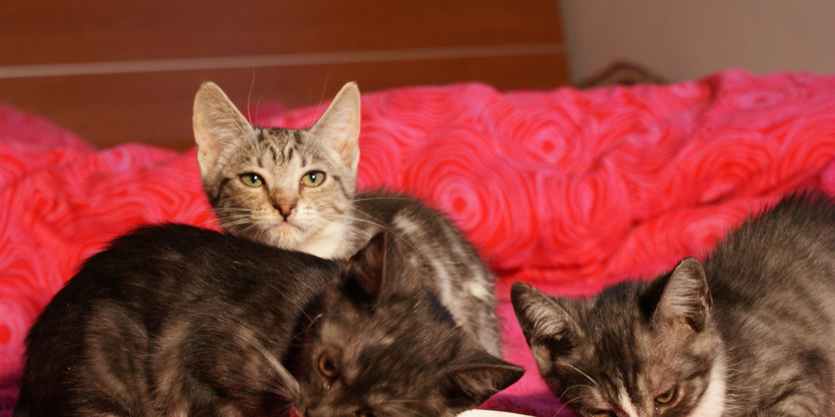 4 urocze kociaki szukają odpowiedzialnego właściciela. Do adopcji są dwie dziewczynki i dwóch chłopców. Zwierzaki są zdrowe i odrobaczone.