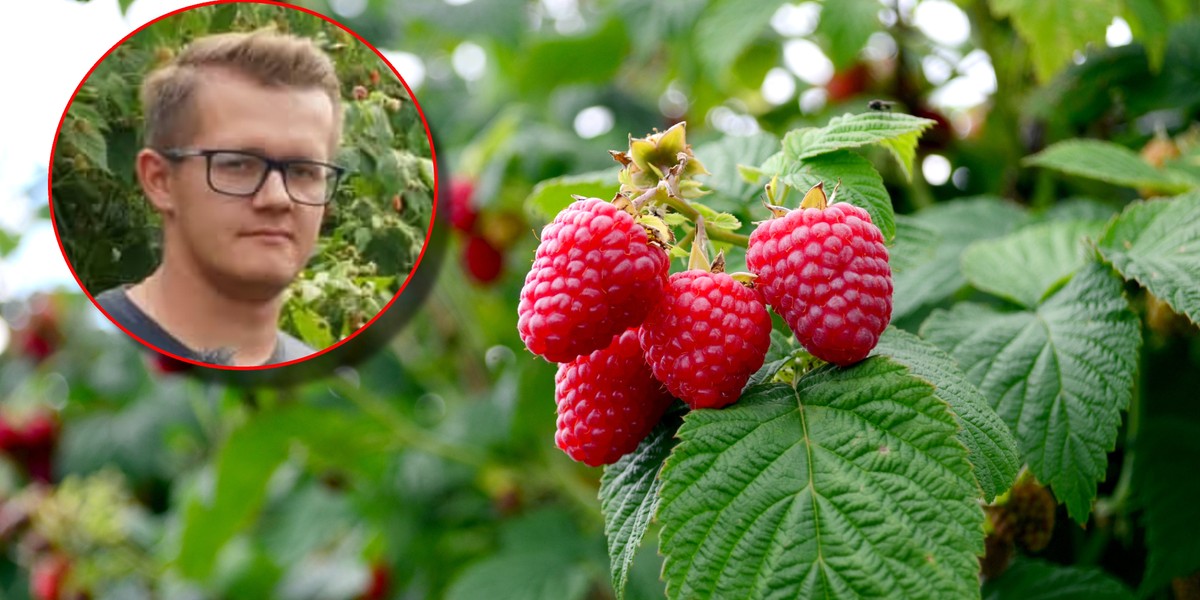 Krzysztof Okrasa, współwłaściciel O.K. Berry Plantacje Jagodowe, jednej z największych plantacji w regionie grójeckim.