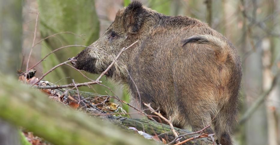 Ezt válaszolta az ügyben a rendőrség. Fotó: Northfoto