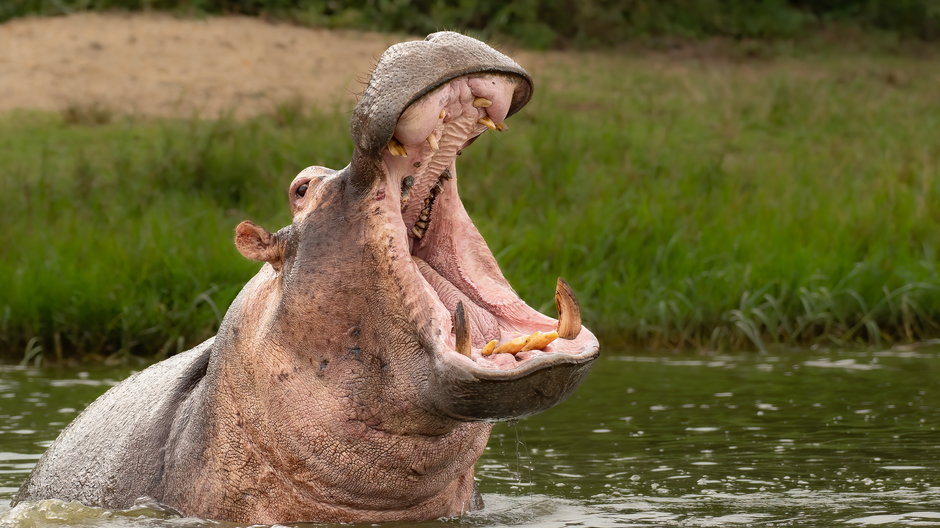 Hipopotam należy do najgroźniejszych ssaków lądowych na świecie