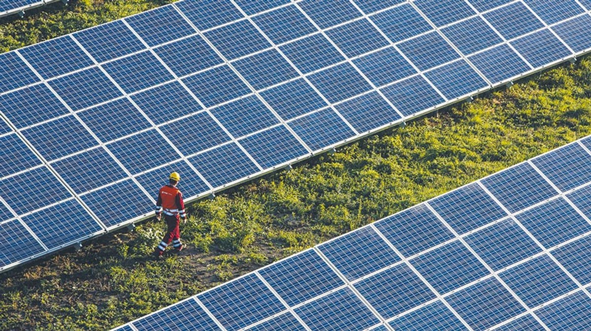 Agrofotowoltaika mogłaby się znakomicie sprawdzić przy uprawie borówki amerykańskiej