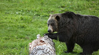 Niedźwiedź zaatakował kobietę w cyrku. Dramat dział się na oczach dzieci