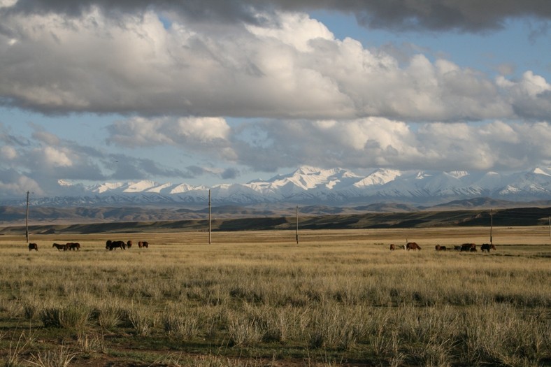 Kegen, Kazachstan. Konie na pastwisku, w tle góry Tien-szanu na granicy kazachsko-kirgiskiej