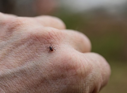 Nem is gondolná, hol bújhat el rajtunk egy kullancs! Extrém helyek, ahol a vérszívó a bőrbe fúródhat című cikk nyitóképe
