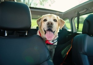 Pas u automobilu