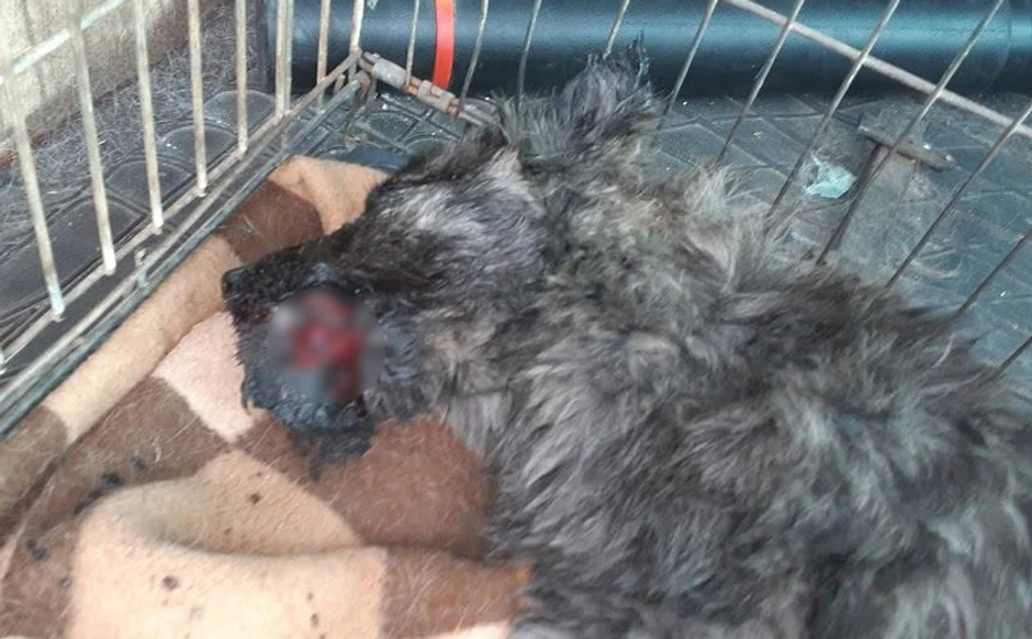 Pas Olivia jedva jela i pila vodu iz bara