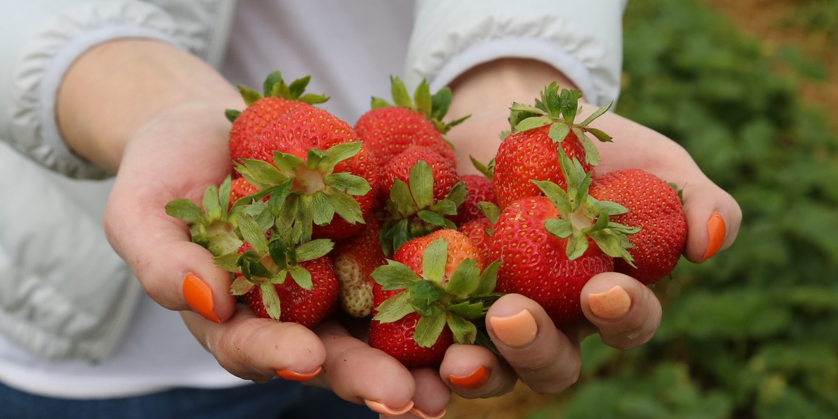 Frekwencja na samozbiorze truskawek na plantacji w Księżym Lesie na Śląsku przerosły oczekiwania właściciela. Mimo to zaprasza następnych zbieraczy. 