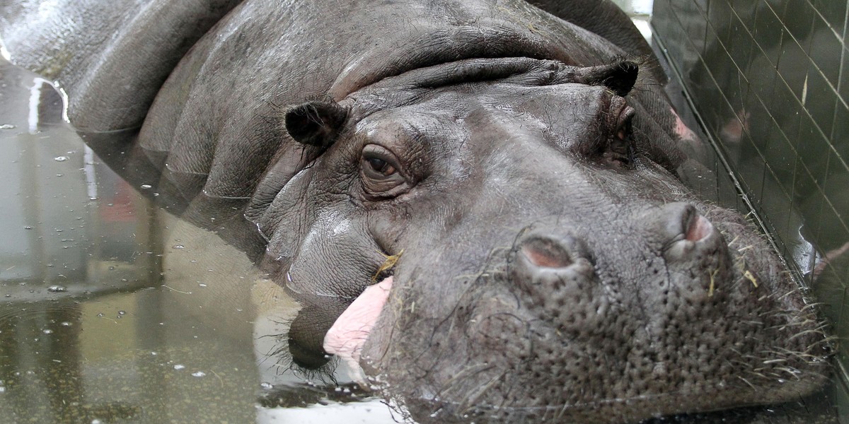 Chorzów. Brakuje hipopotamów w ogrodzie zoologicznym 