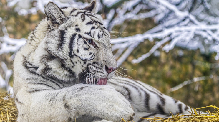 Ice Boy a fehér tigris napi tisztálkodását végzi Nyíregyházán