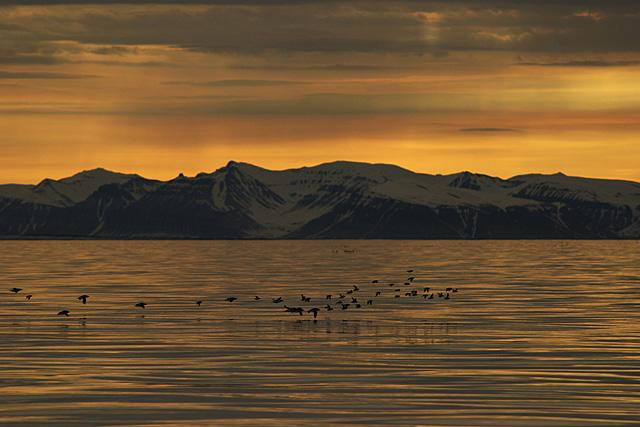 Galeria Wystawa polarnej fotografii przyrodniczej "Ptaki Spitsbergenu", obrazek 4