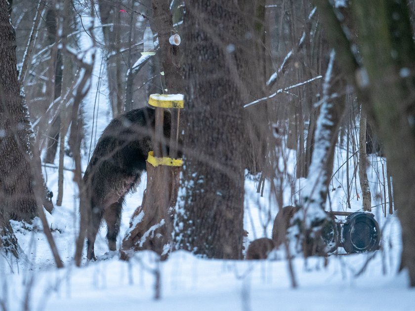 Dziki w parku na Zdrowiu