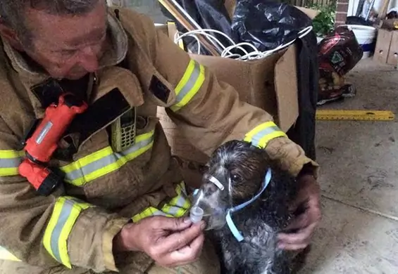 Zdjęcie psa uratowanego z pożaru poruszyło tysiące internautów