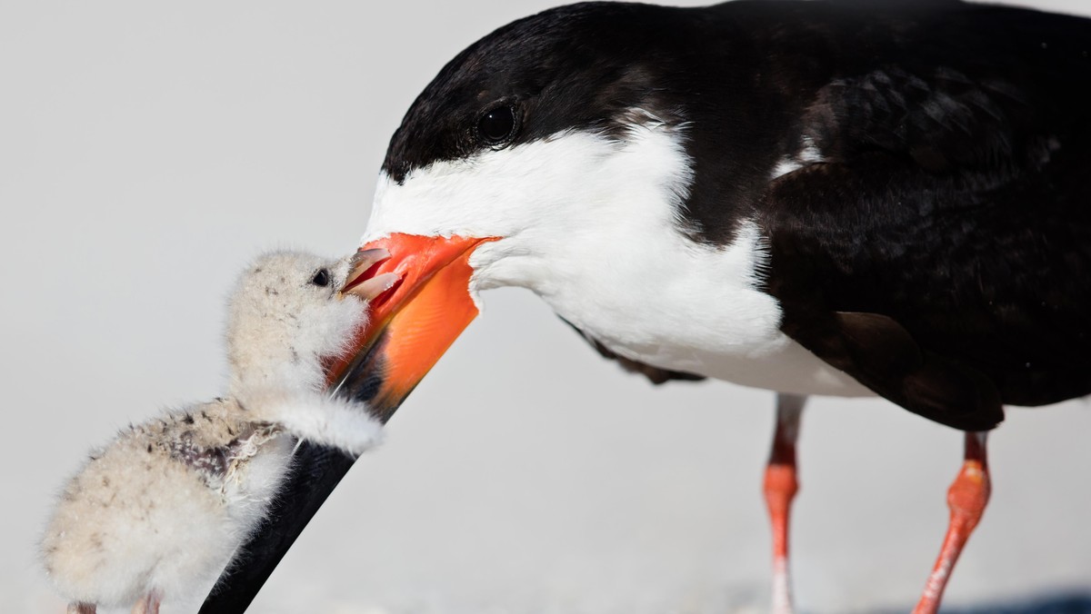 CUTE BABY BIRD HUGS MUM / CUTE BABY BIRD HUGS MUM /1460516