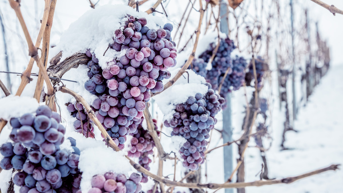 Wino lodowe z Winnicy Uniwersytetu Jagiellońskiego w Łazach