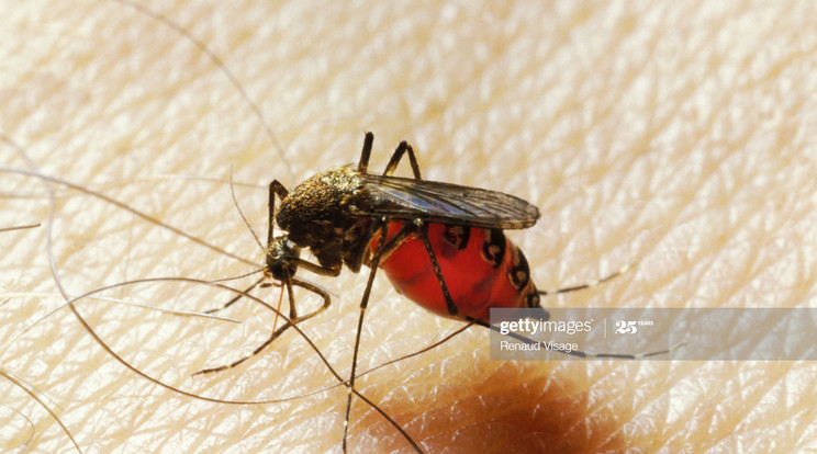 Megkezdődött az idei szúnyoggyérítés / Fotó: Gettyimages