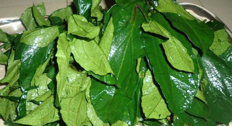 Ugu: Why you should include this vegetable in your daily diet. [hintng]