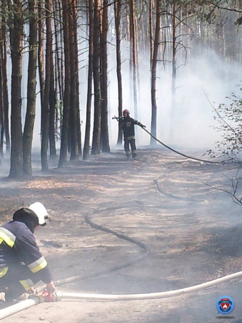 Pożar lasu w powiecie Łowickim