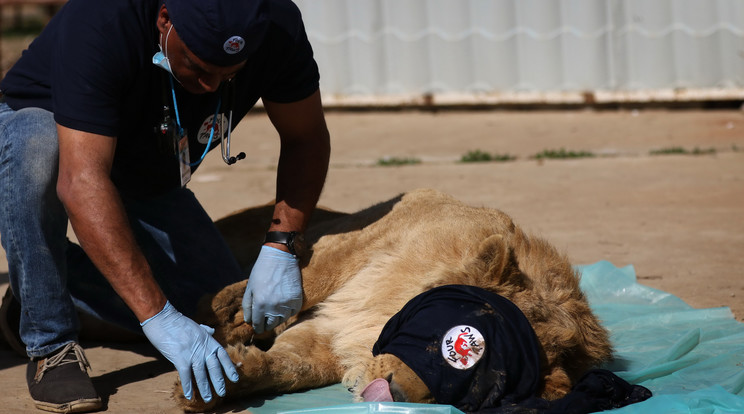 Próbálnak segíteni azokon az állatokon, amiken még lehet / Fotó: AFP