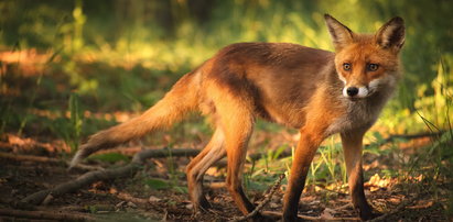 Zaszczepią lisy w całej Małopolsce