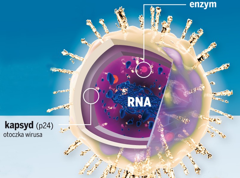 Nobel trafił do odkrywców wirusa HIV