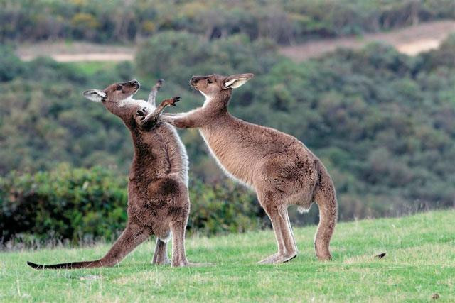 Galeria Australia - Półwysep Fleurieu, obrazek 2