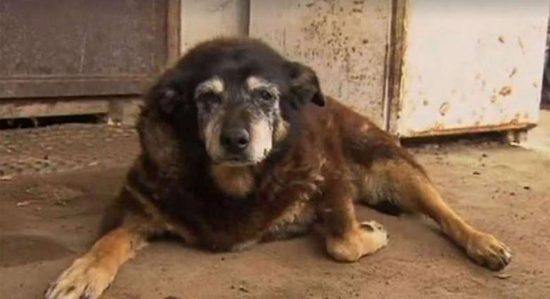 World's oldest dog dies on Australian farm aged 30