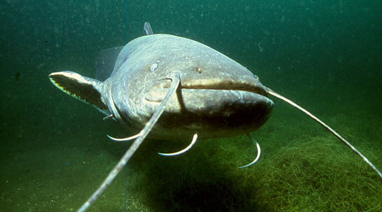 Harcsa, az év hala / Fotó: Wikipedia