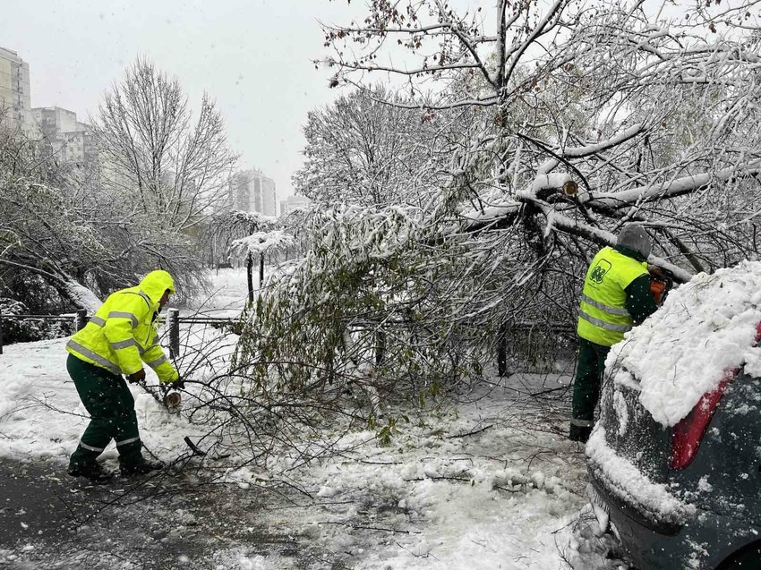 Drvo palo u Beogradu