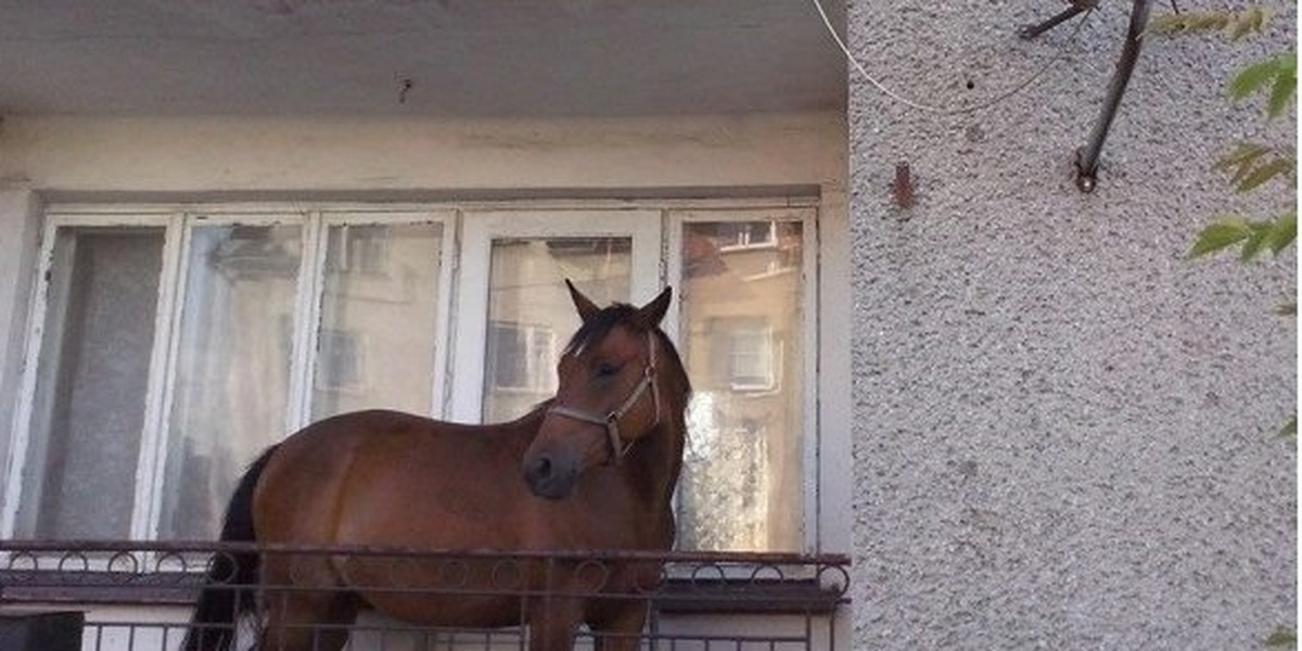koń na balkonie