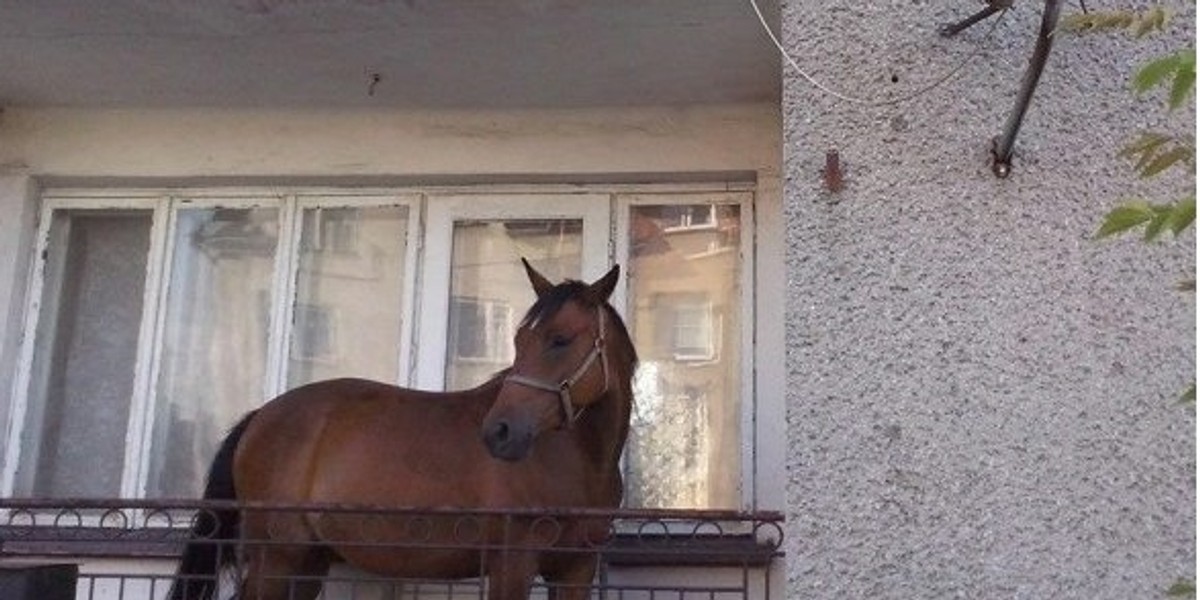 koń na balkonie